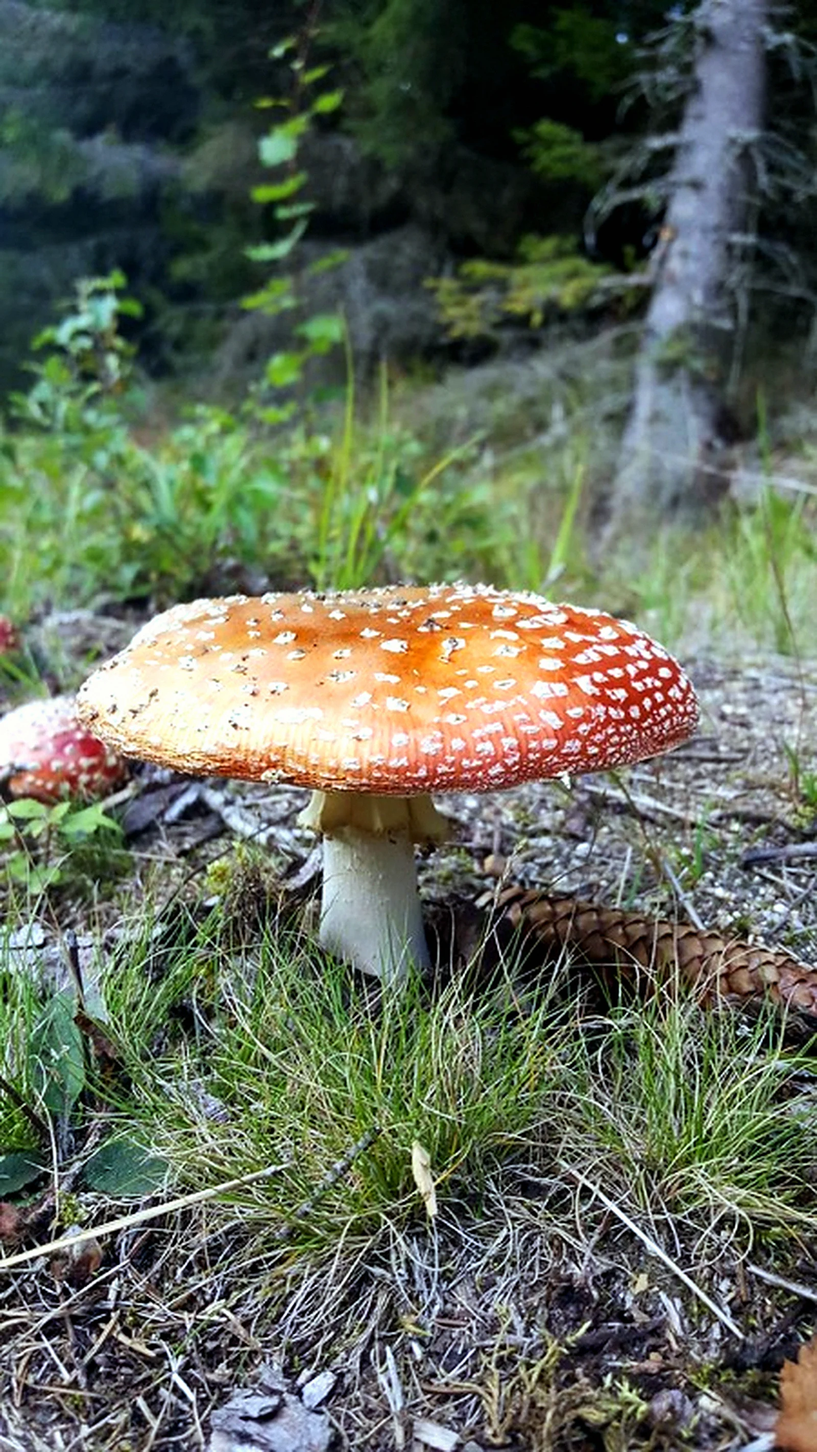 Muchomůrka v lese na Šumavě