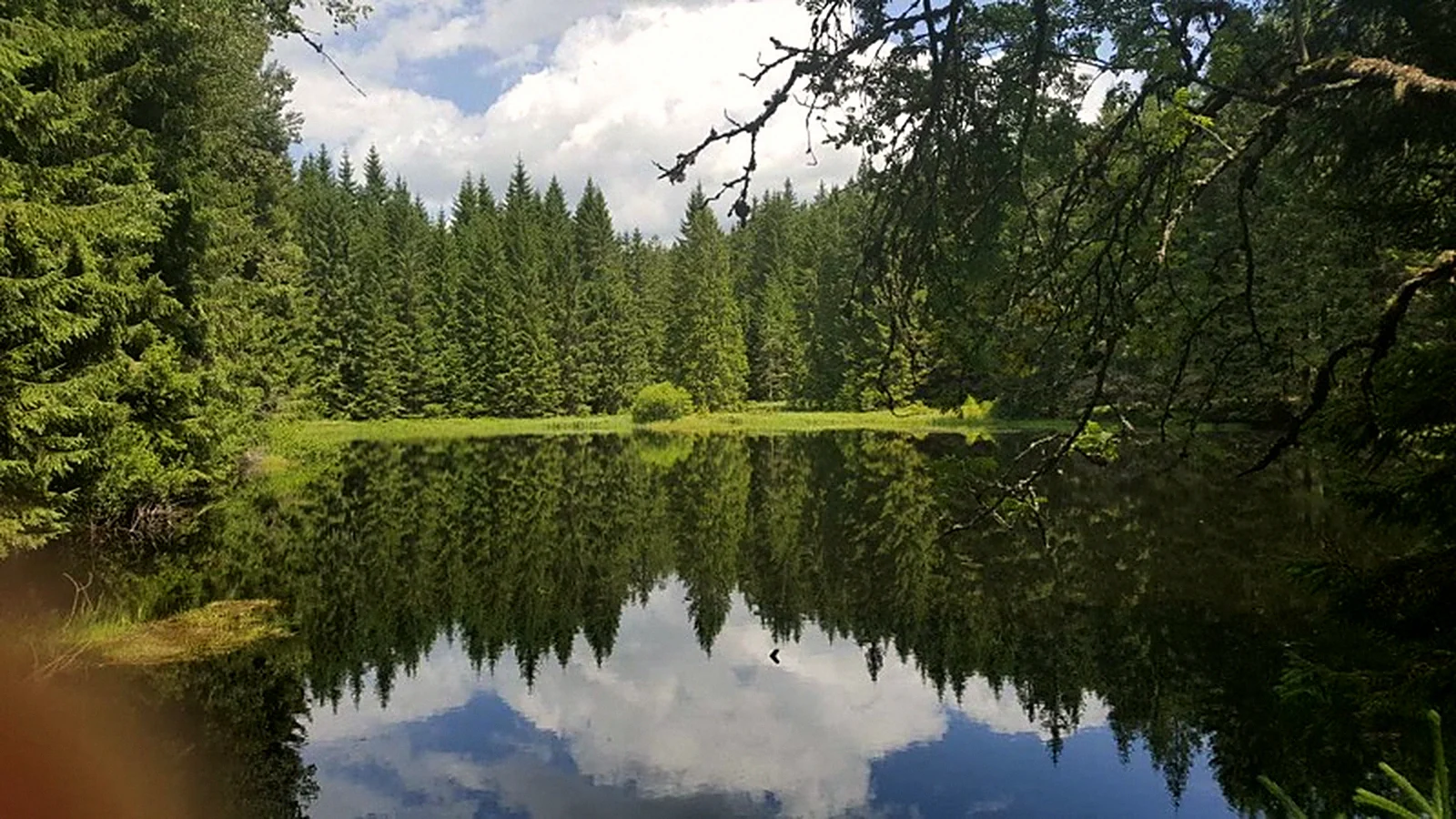 Lesní jezírko na Šumavě